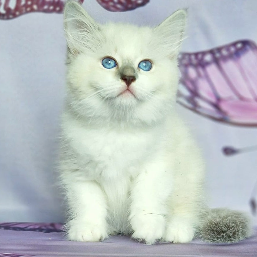 Eshley Siberian male, blue with white tabby pointed