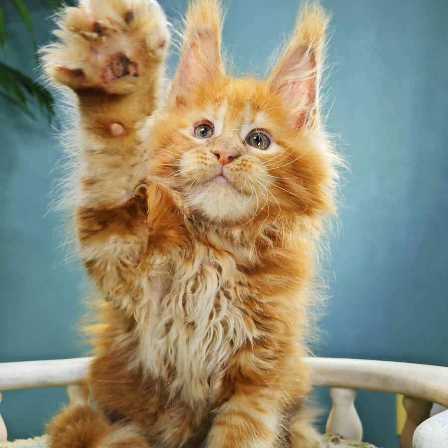 Iva Maine Coon female, red