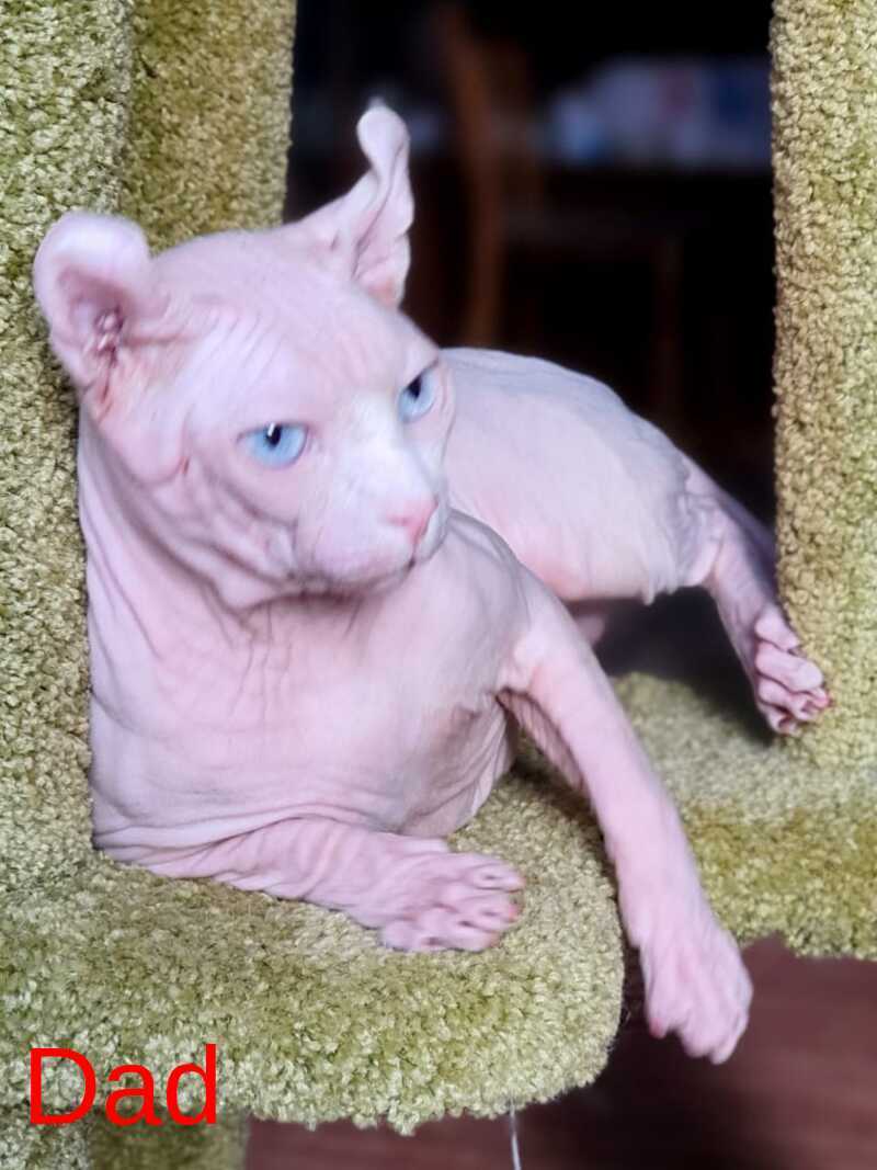 Isolde Elf female, black bicolour tabby