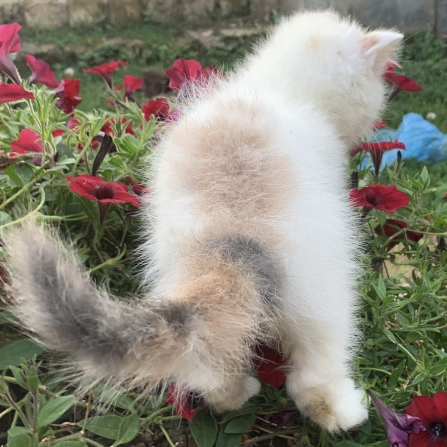 Zara Exotic female, blue tortie harlequin