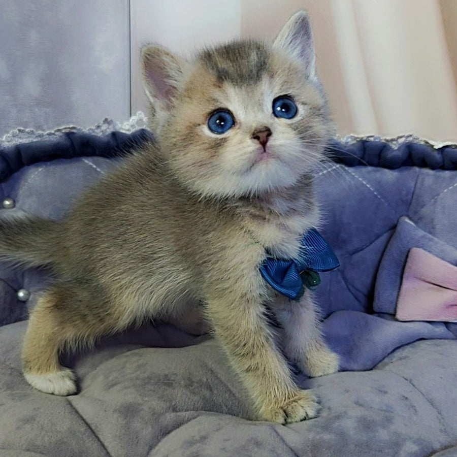 Toffee British Shorthair male, blue golden ticked tabby with white