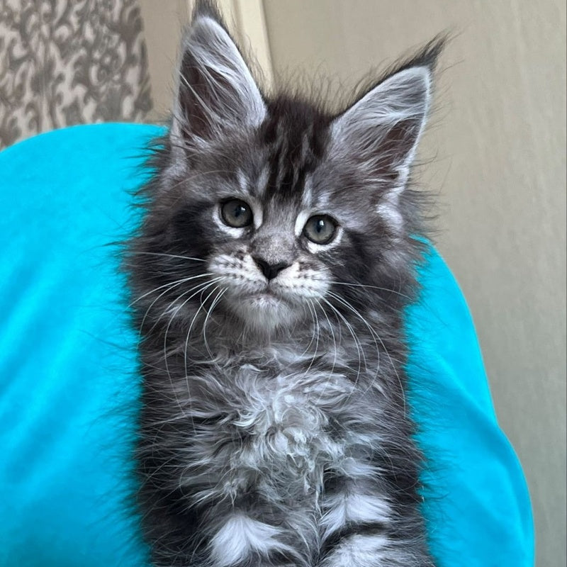 Zabava Maine Coon female, black silver tabby