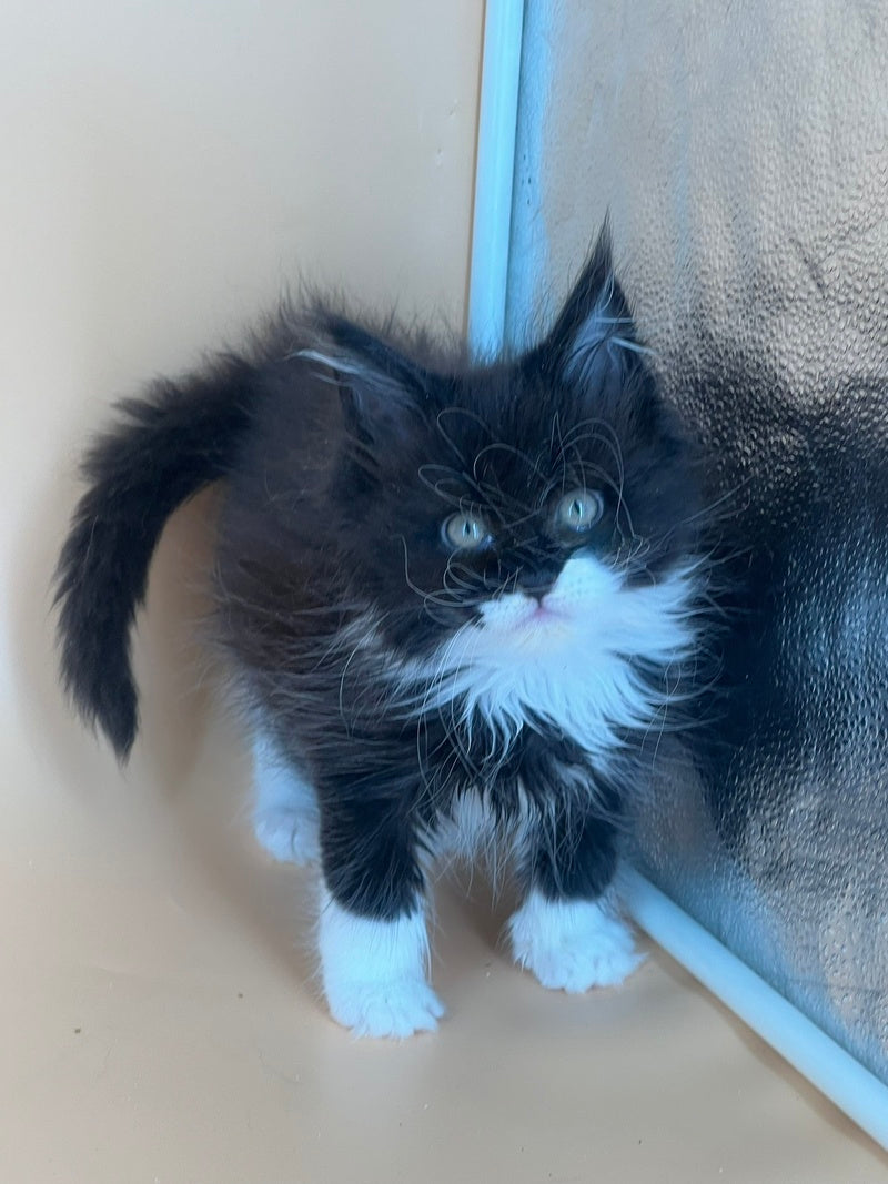Berta Maine Coon female, black bicolour