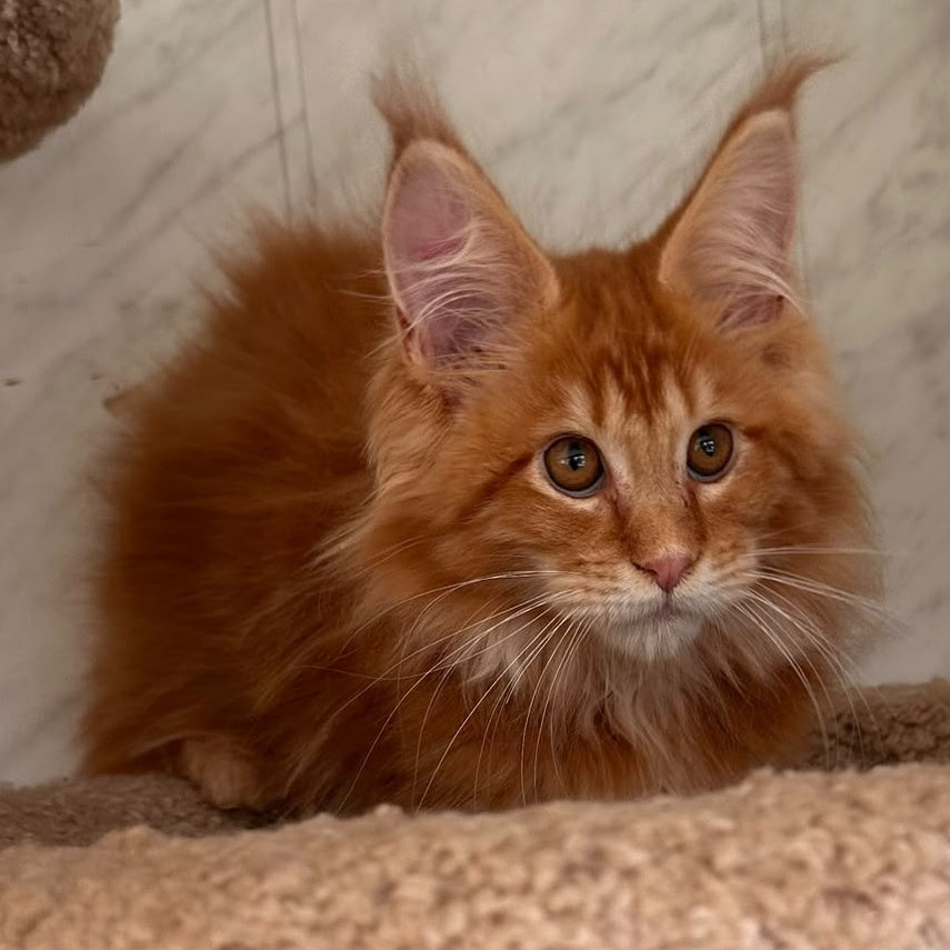 Aziza Maine Coon female, red tabby
