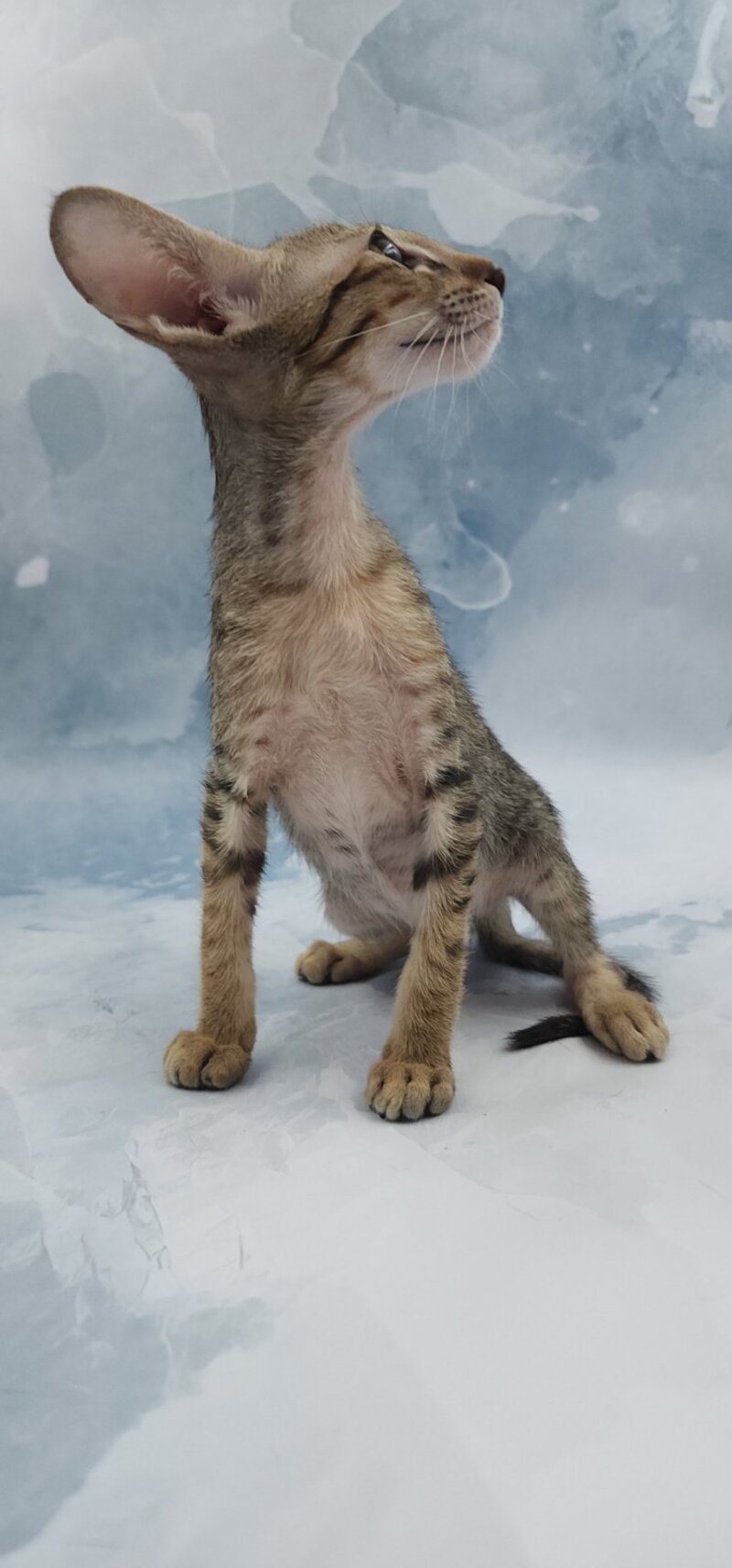 Odette Oriental Shorthair female, black spotted tabby