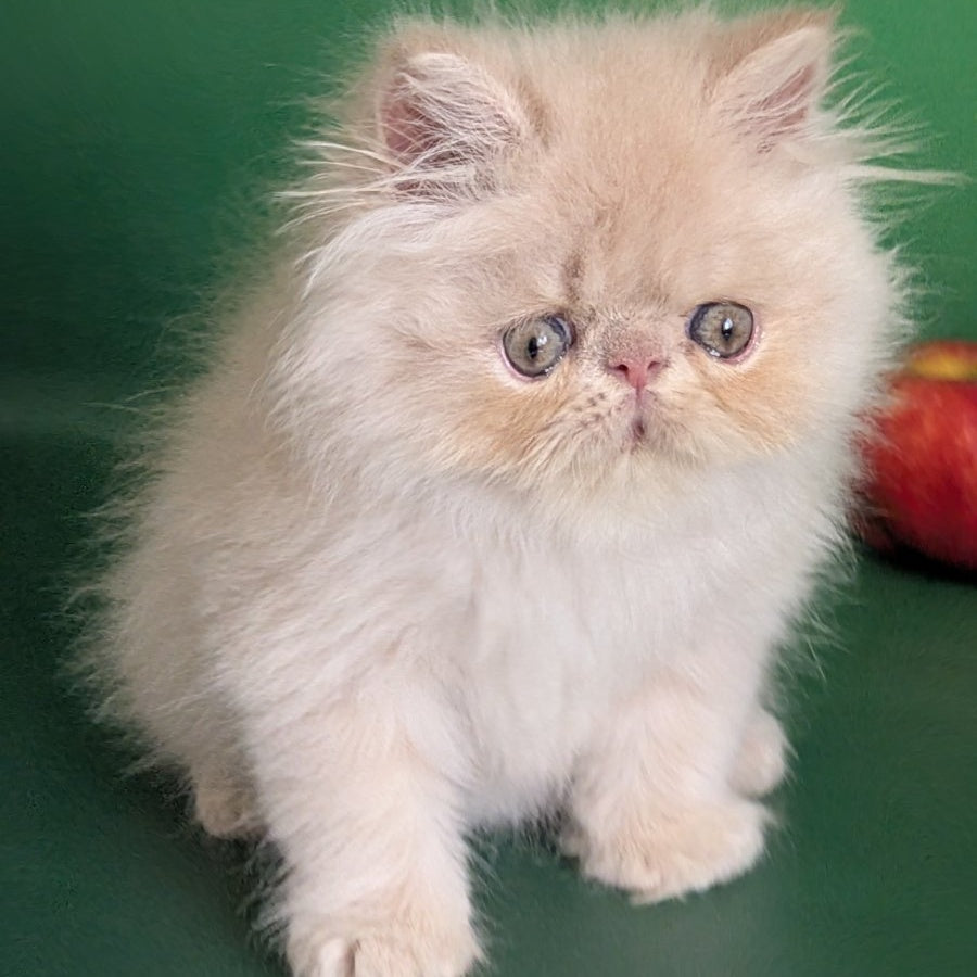 Tom Persian male, cream tabby