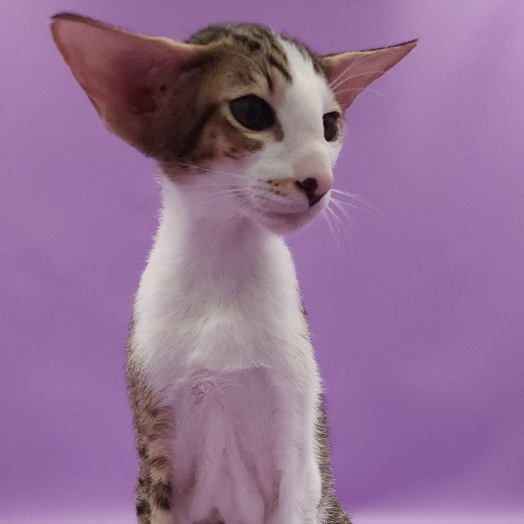 Winston Oriental Shorthair male, chocolate spotted tabby bicolour