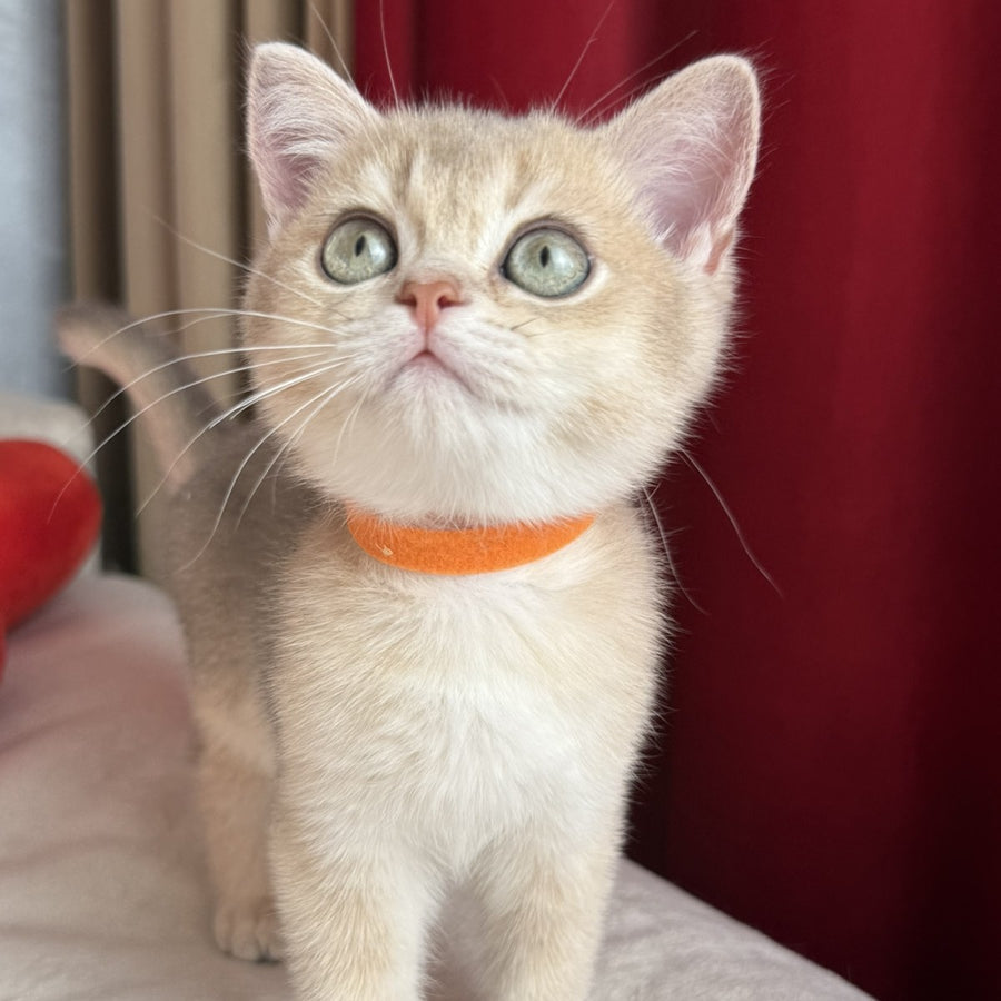 Elpako Scottish Straight male, blue golden shaded