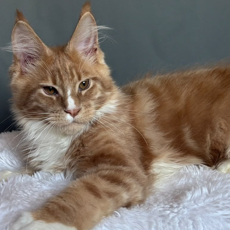 Charlie Maine Coon male, cream bicolour