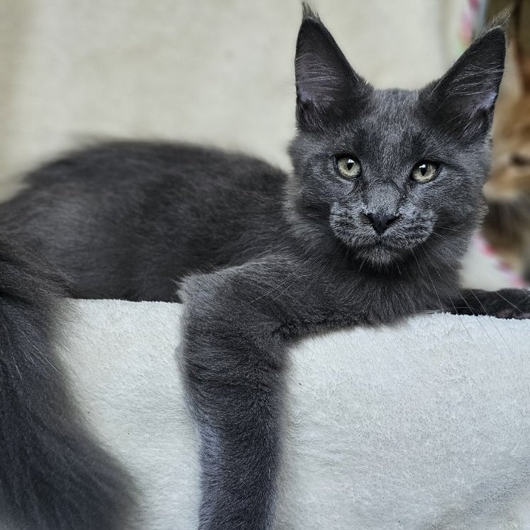 Marsel Maine Coon male, blue