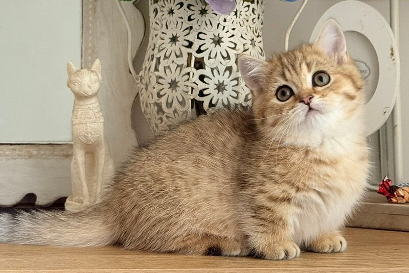 Misha Munchkin male, black golden ticked tabby
