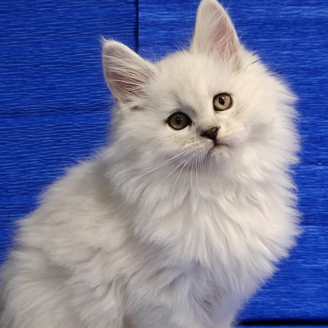 Nelson Maine Coon male, black silver shaded