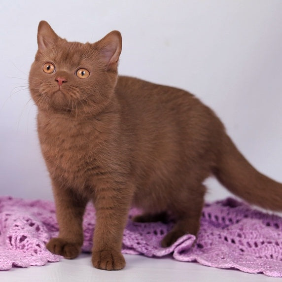 Kira British Shorthair female, cinnamon