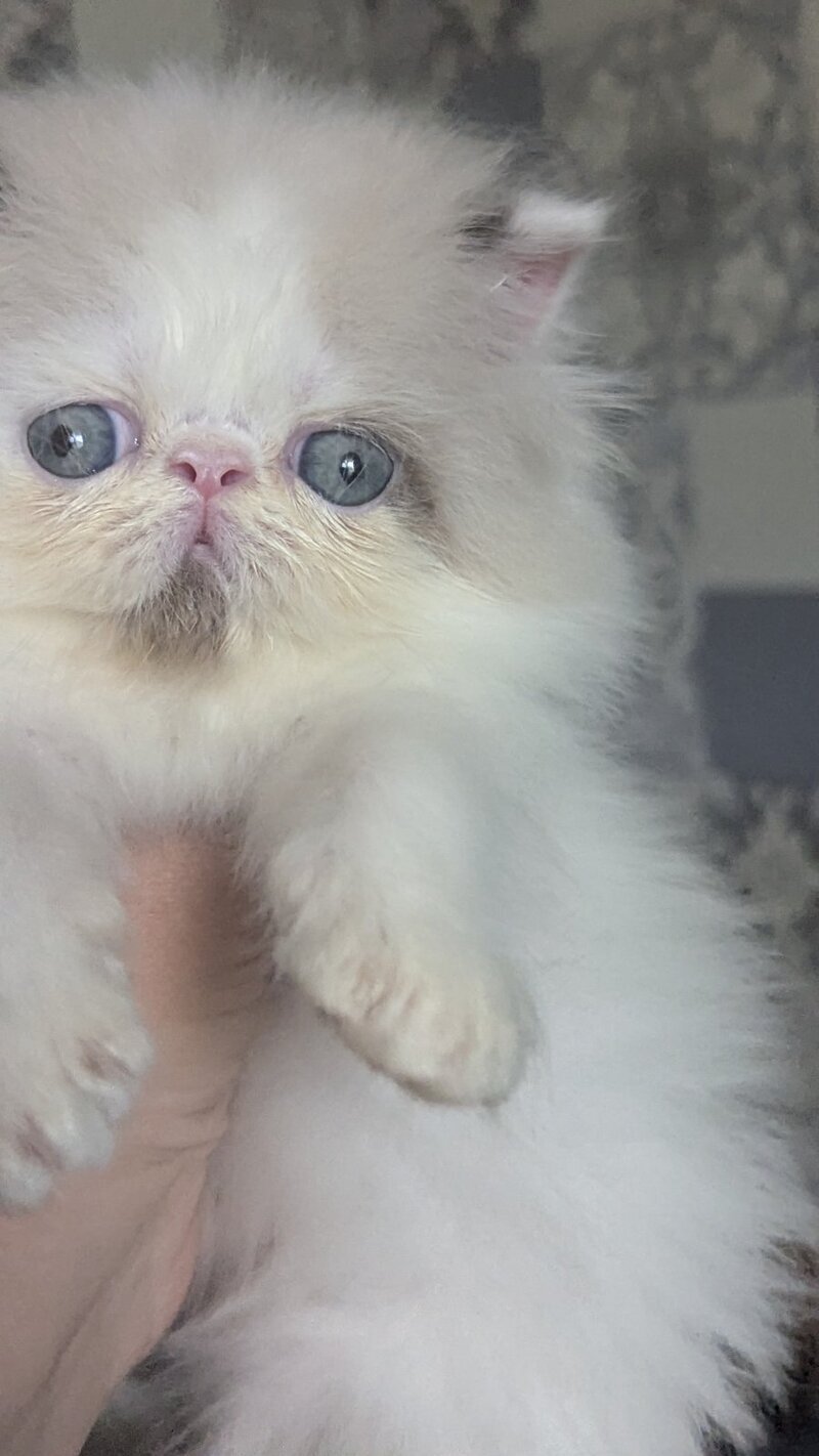 Nemо Persian male, cream pointed bicolour