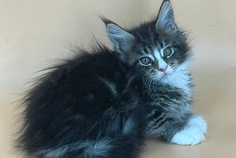 Bershka Maine Coon female, black tortie tabby bicolour