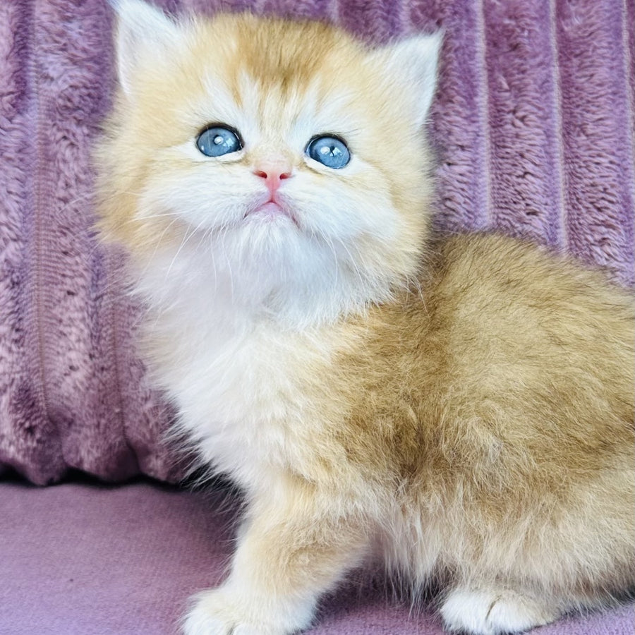 Jazz British Longhair male, black golden chinchilla