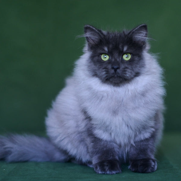 Selester Siberian male, blue silver