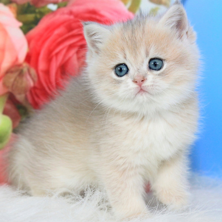 Ulyana British Shorthair female, blue golden shaded