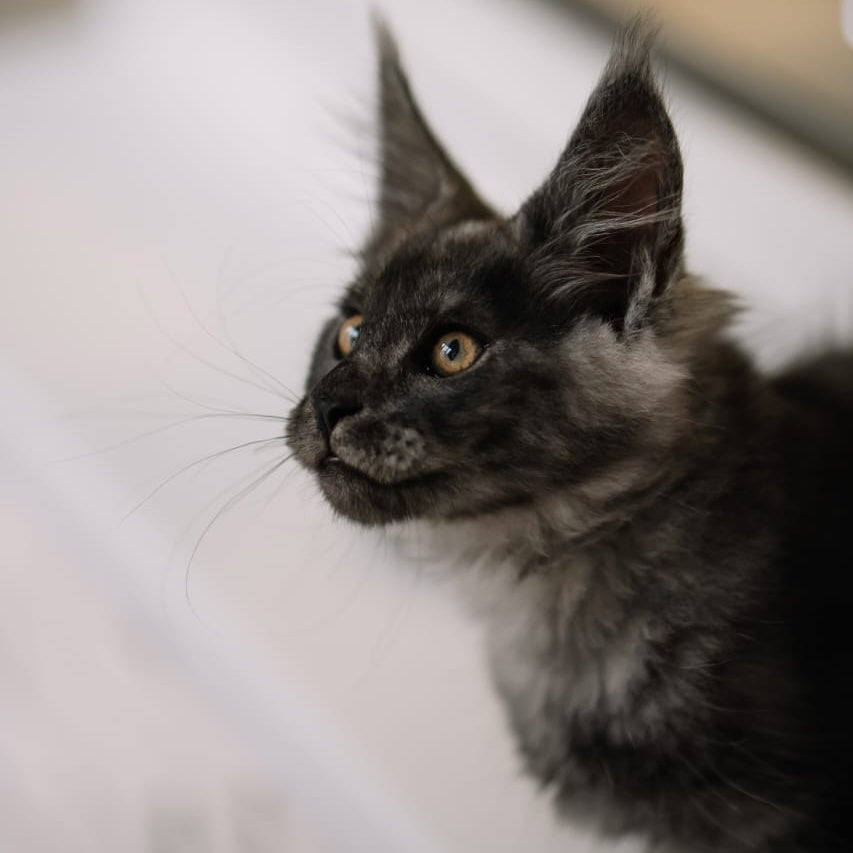 Bernard Maine Coon polydactyl male, black silver
