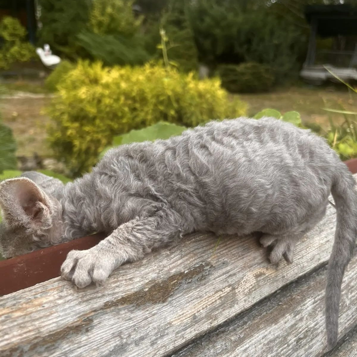 Stiksi Devon Rex female, blue tabby