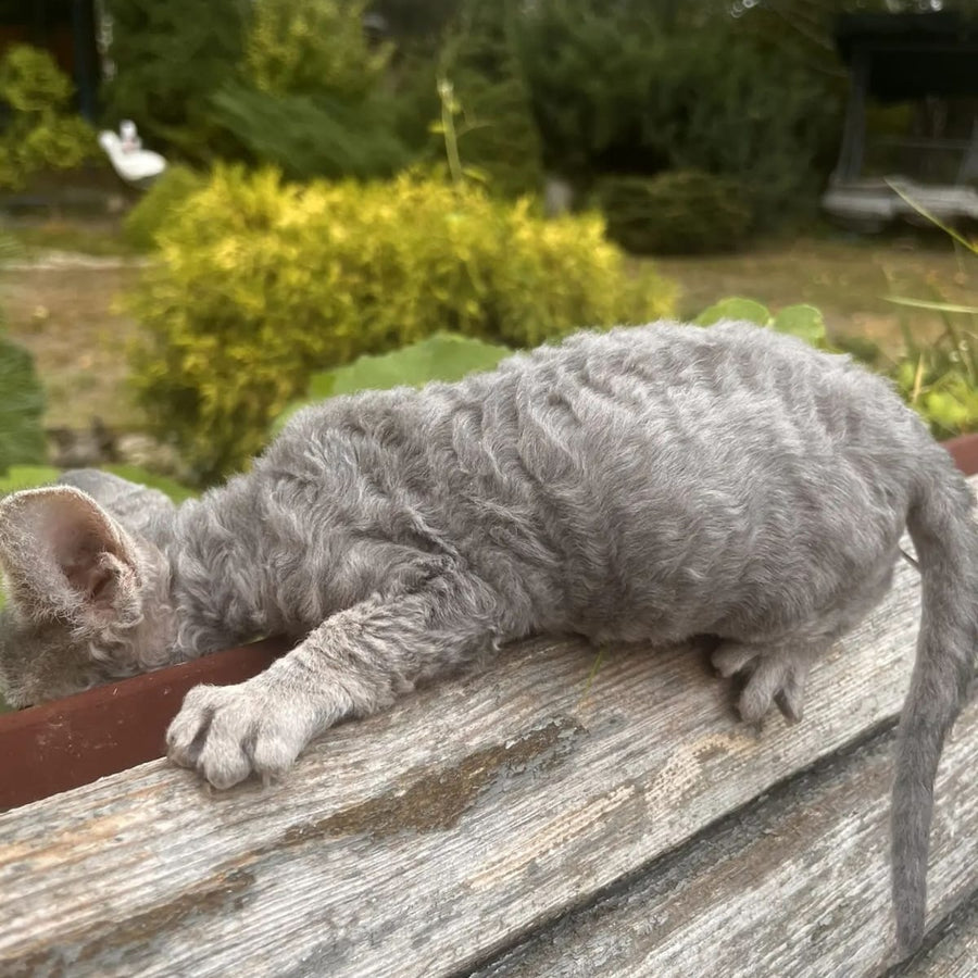 Stiksi Devon Rex female, blue tabby
