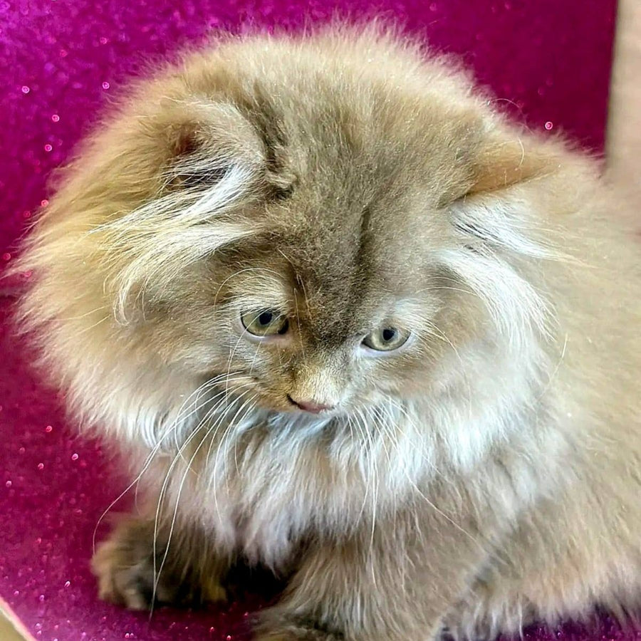Edgar British Longhair male, cinnamon
