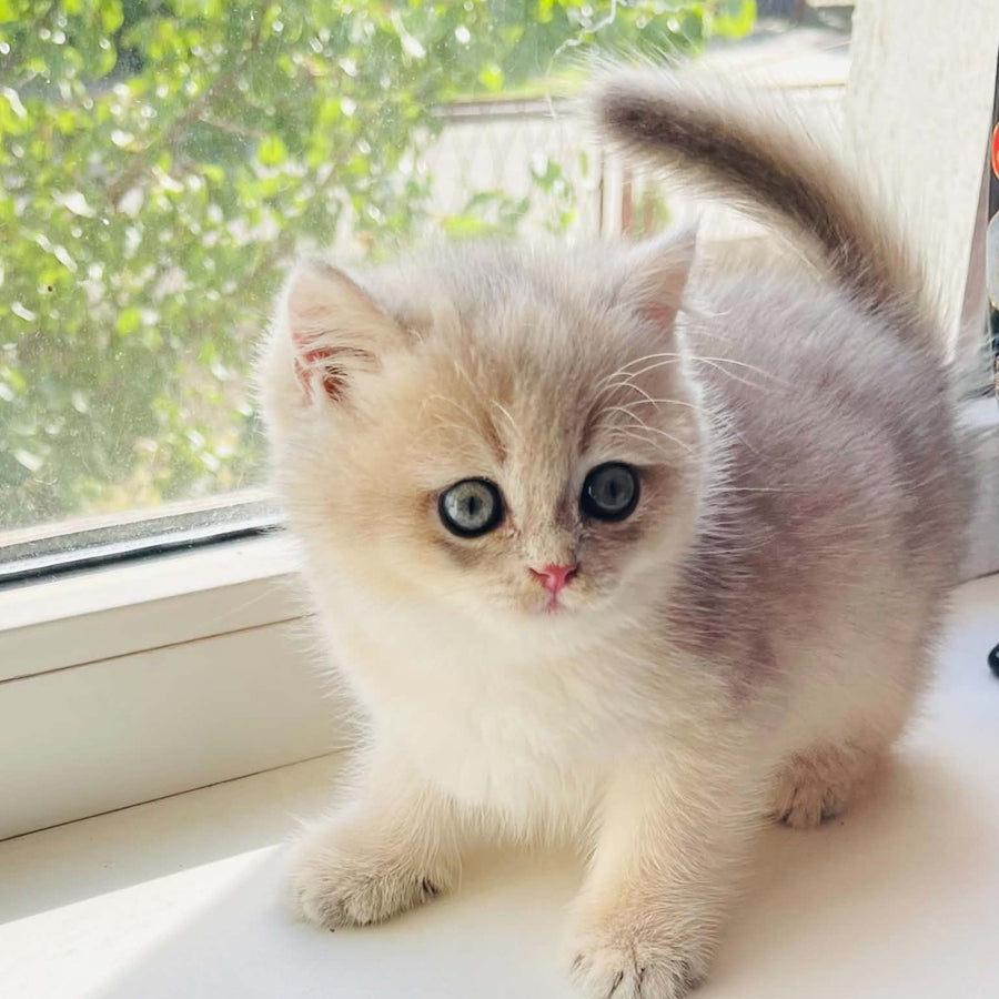 Quentin British Shorthair male, blue golden shaded