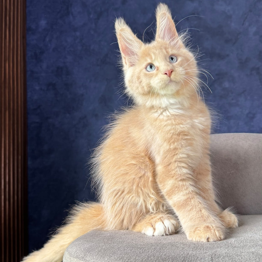 Rumbik Maine Coon polydactyl 6x6x6x6 male, cream with white