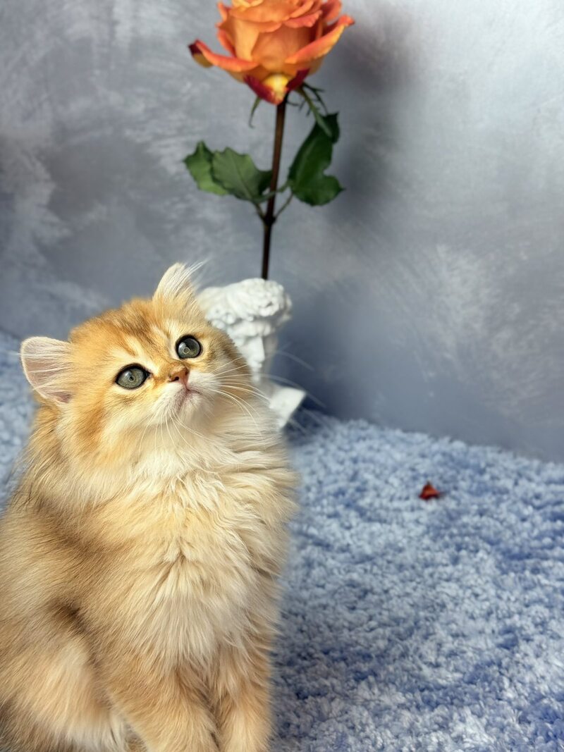 Dasha Scottish Straight female black golden shaded - live animals