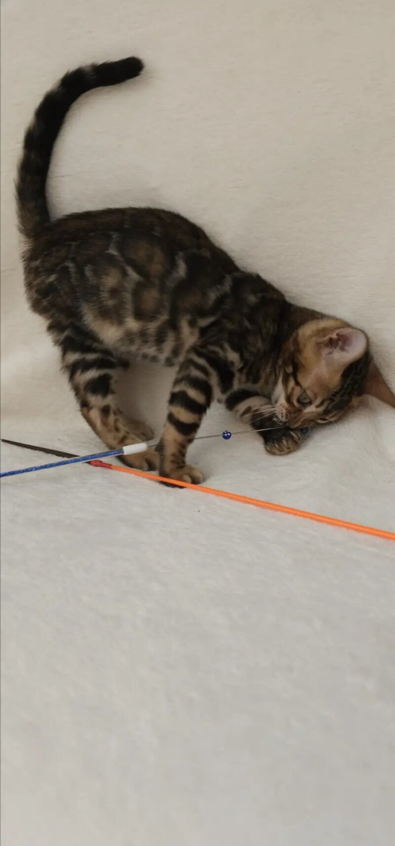 Тango Bengal male black spotted tabby - live animals