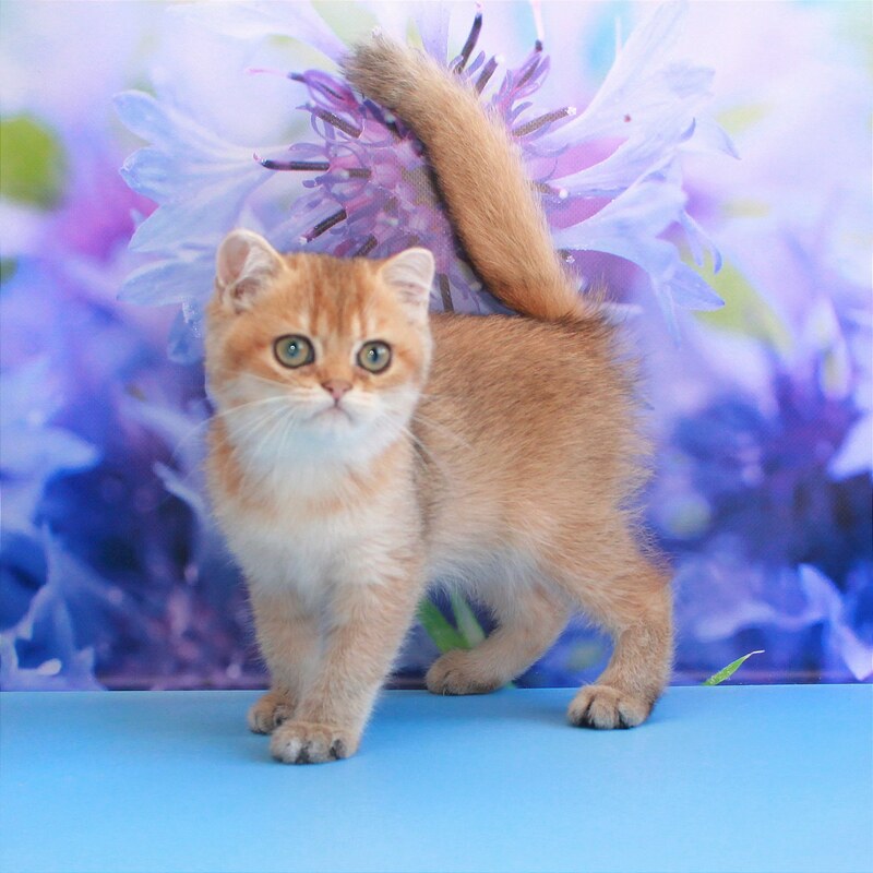 Amina British Shorthair female, black golden shaded
