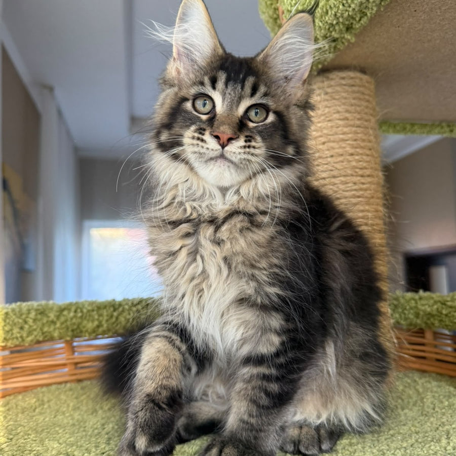 Ilyusha Maine Coon male, black tabby