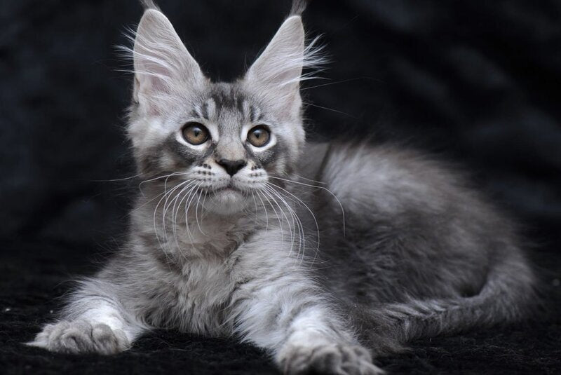 Potap Maine Coon male, black silver ticked tabby