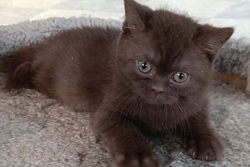Dzhec-pot British Shorthair male, chocolate