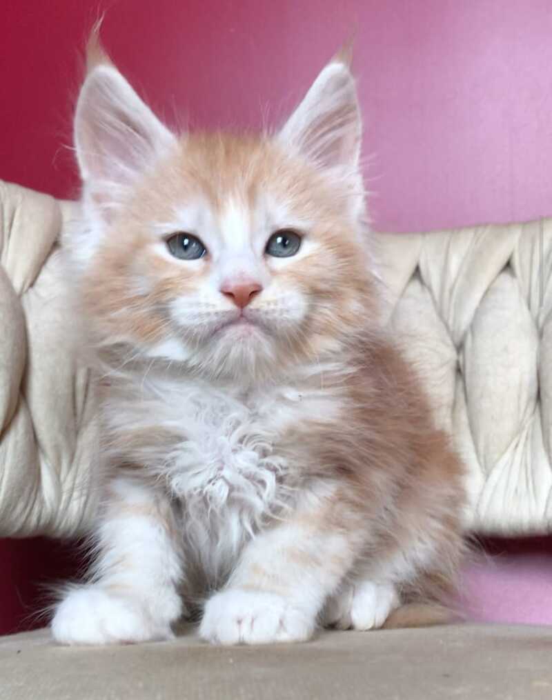 Yogurt Maine Coon male red silver tabby bicolour - live animals