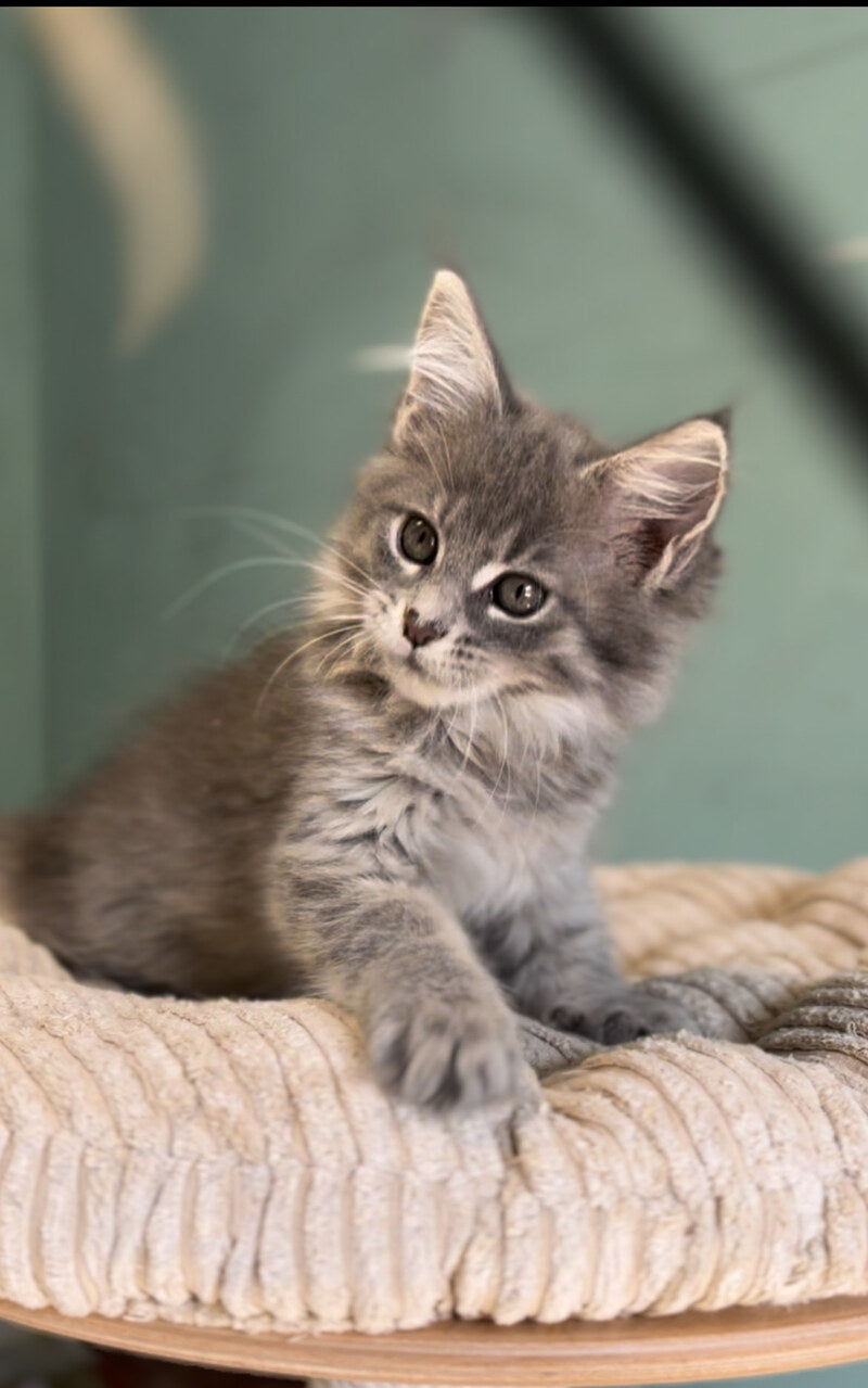 Diana Maine Coon female, blue ticked tabby