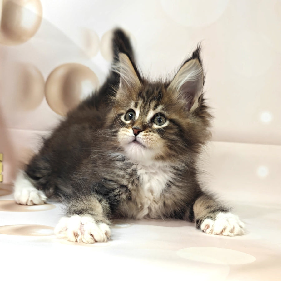 Business Maine Coon female, black tabby with white