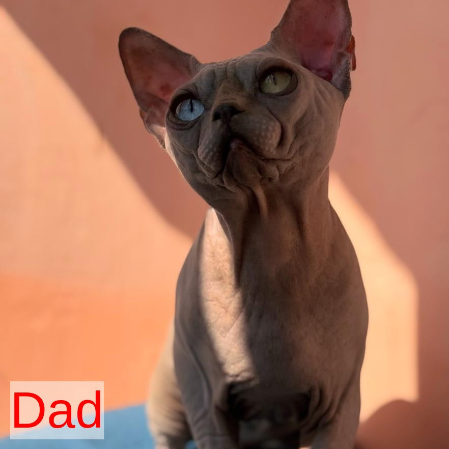 Flint Canadian Sphynx male, blue pointed
