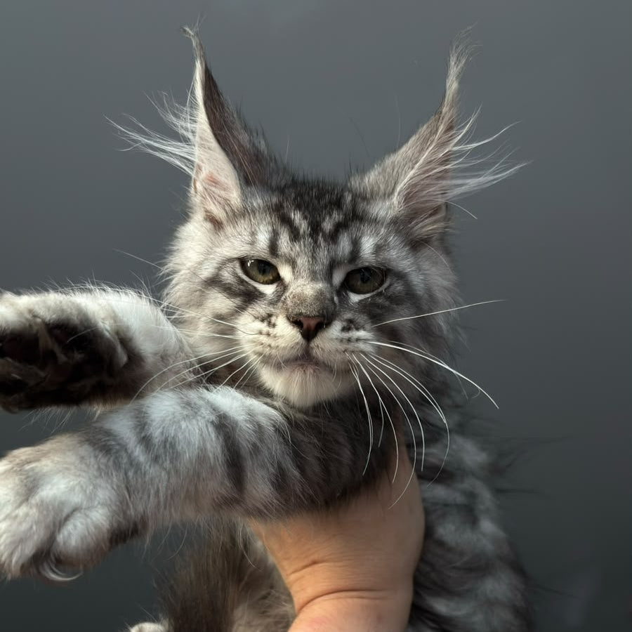 Daiquiri Maine Coon male, black silver spotted tabby