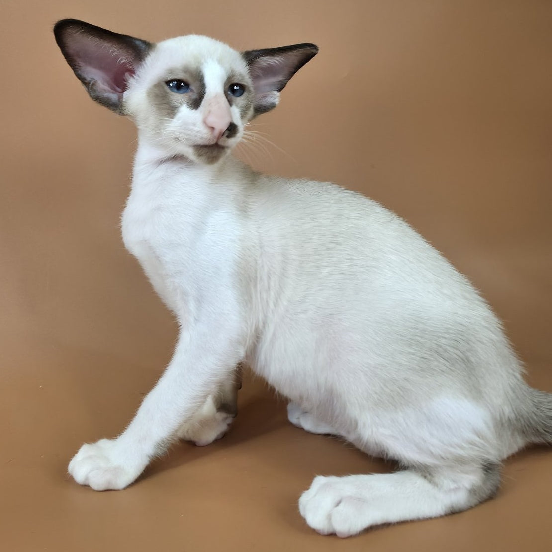 Ivory Siamese female, black bicolour