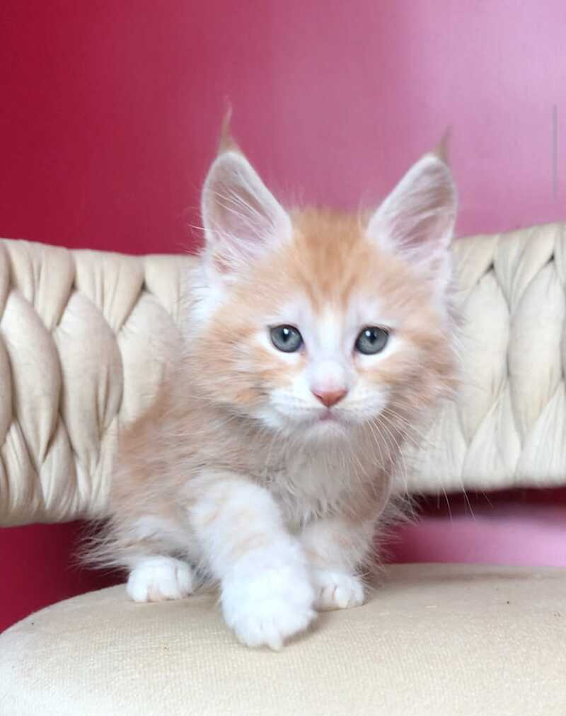 Yogurt Maine Coon male red silver tabby bicolour - live animals