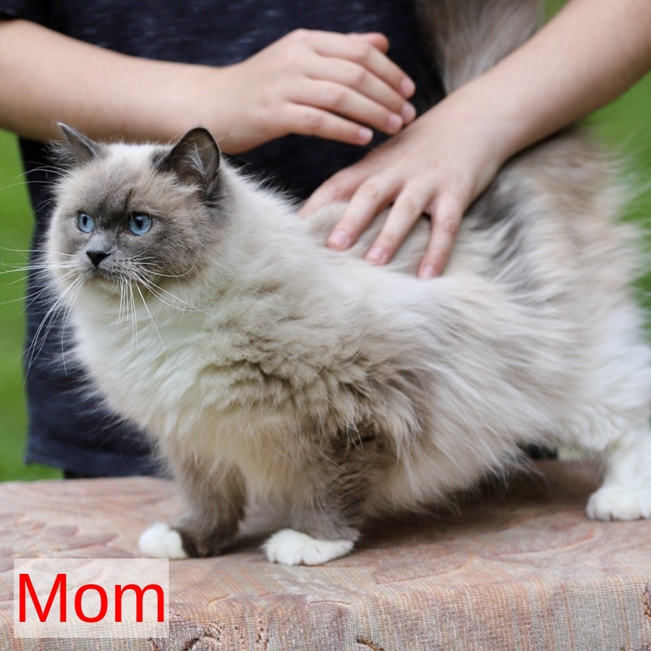 Kimi Ragdoll male, black mitted