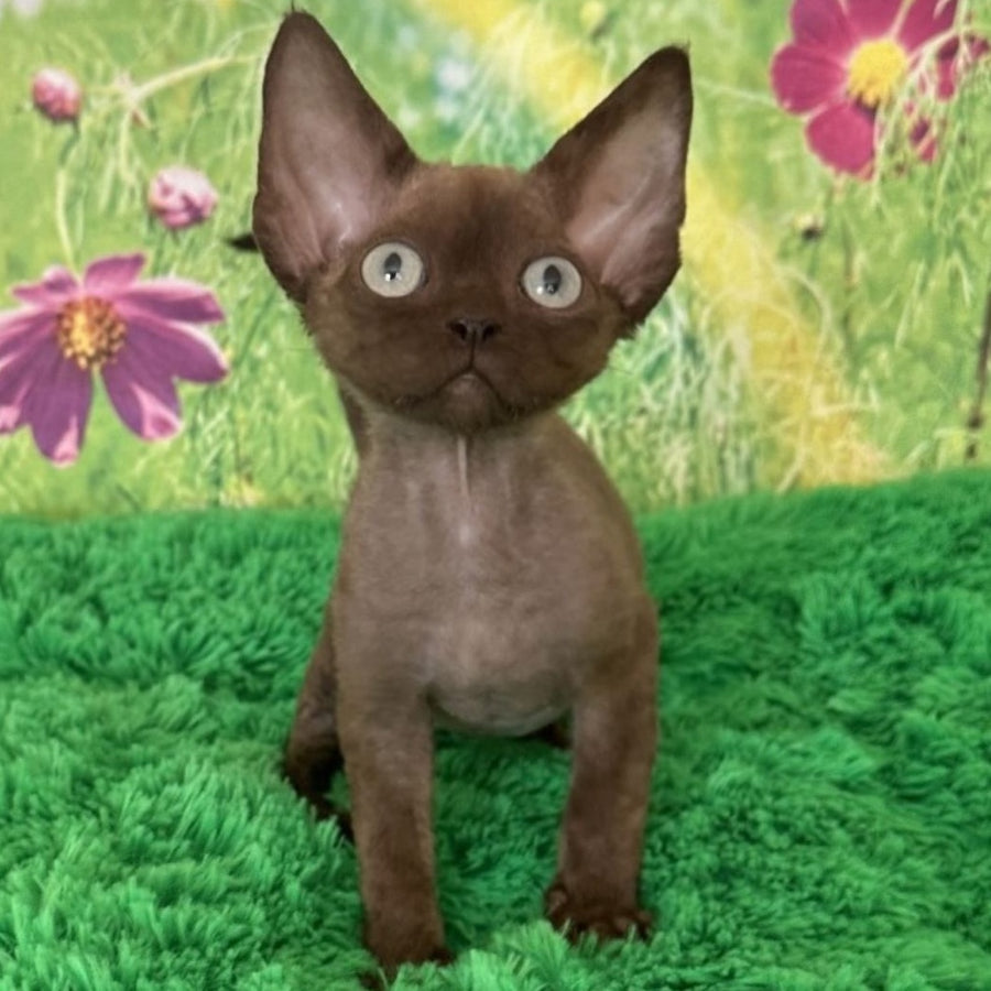 Ike Devon Rex male, chocolate