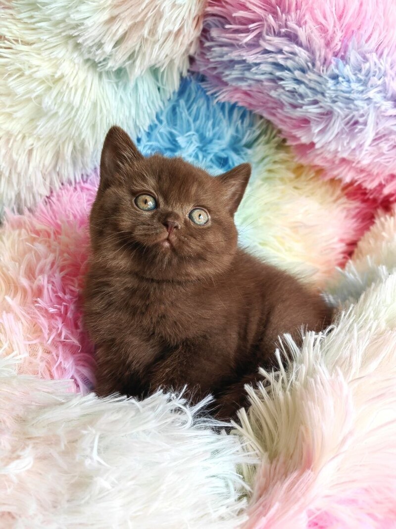 Nastya British Shorthair female chocolate - live animals