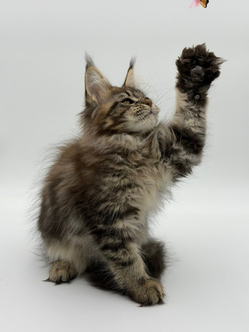 Katran Maine Coon male black tabby - live animals