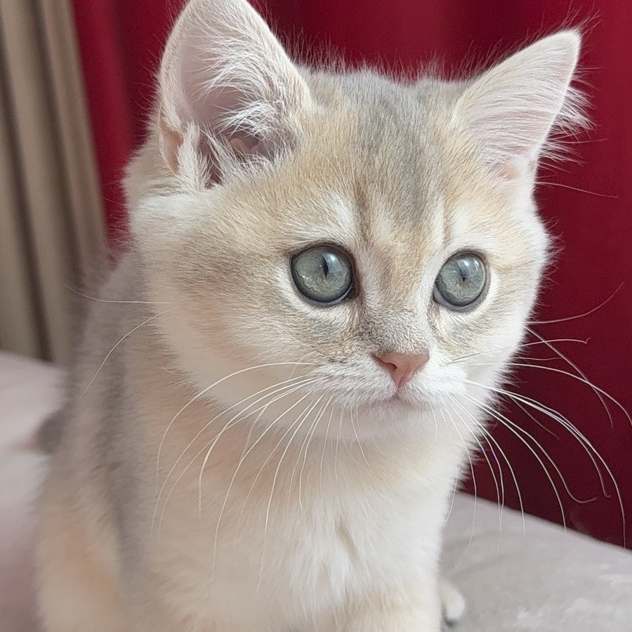 Erik Scottish Straight male, blue golden shaded