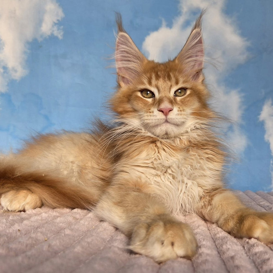 Twix Maine Coon male, red ticked tabby