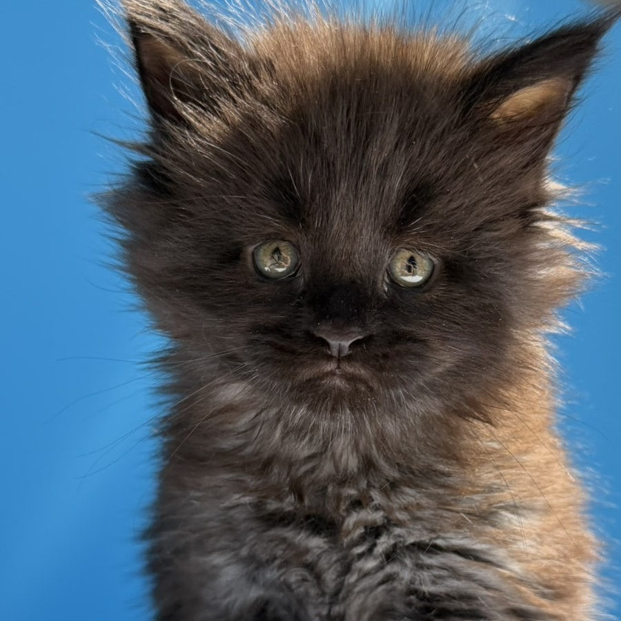 Ursa Maine Coon female, black silver