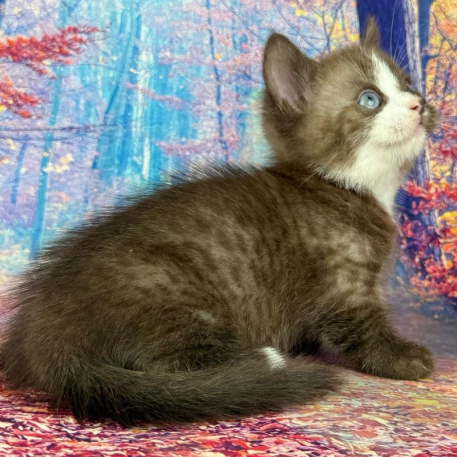Gary Munchkin male, chocolate bicolour