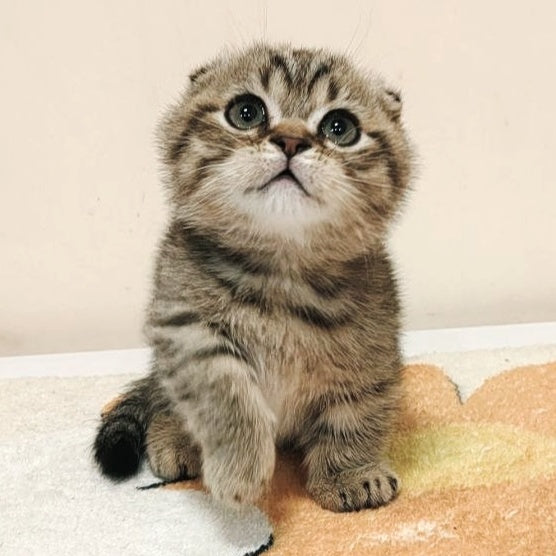 Toffee Maine Coon male, black spotted tabby